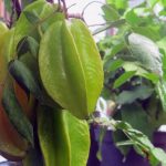 Poncokusumo Punya Wisata Petik Belimbing (C) POHON RINDANG