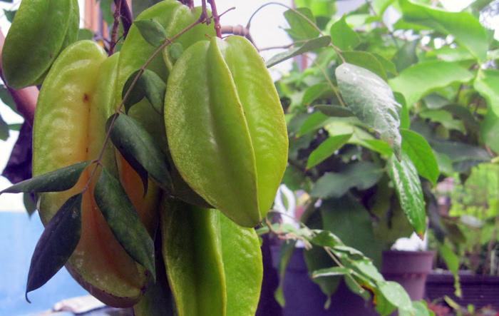 Poncokusumo Punya Wisata Petik Belimbing (C) POHON RINDANG