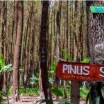 Hutan Pinus Semeru memiliki spot foto keren. (Foto: Armandfrezh)