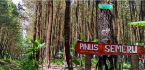 Hutan Pinus Semeru memiliki spot foto keren. (Foto: Armandfrezh)