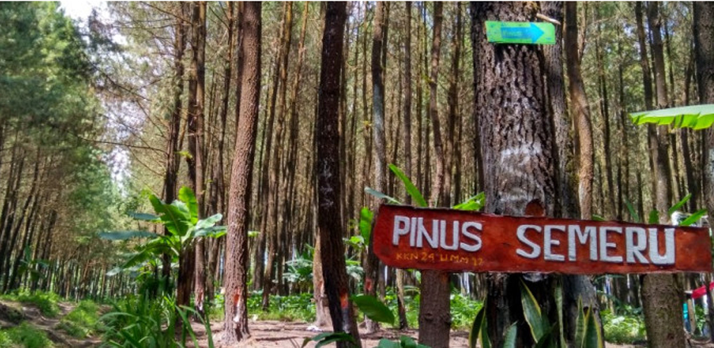 Hutan Pinus Semeru memiliki spot foto keren. (Foto: Armandfrezh)