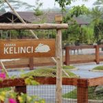 Tidak hanya bertemu sapi, pengunjung juga bisa melihat kelinci yang lucu di sini. (Foto: Instagram @sapimilkindo)