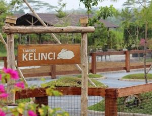 Tidak hanya bertemu sapi, pengunjung juga bisa melihat kelinci yang lucu di sini. (Foto: Instagram @sapimilkindo)