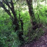 Tanah tempat perjuangan Pasukan Naga Hitam itu sekarang menjadi jalur pendakian menuju Gunung Butak di Dusun Princi