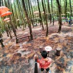 Hutan Pinus Semeru | Foto: Instagram @boed1e