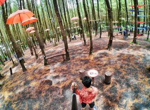 Hutan Pinus Semeru | Foto: Instagram @boed1e