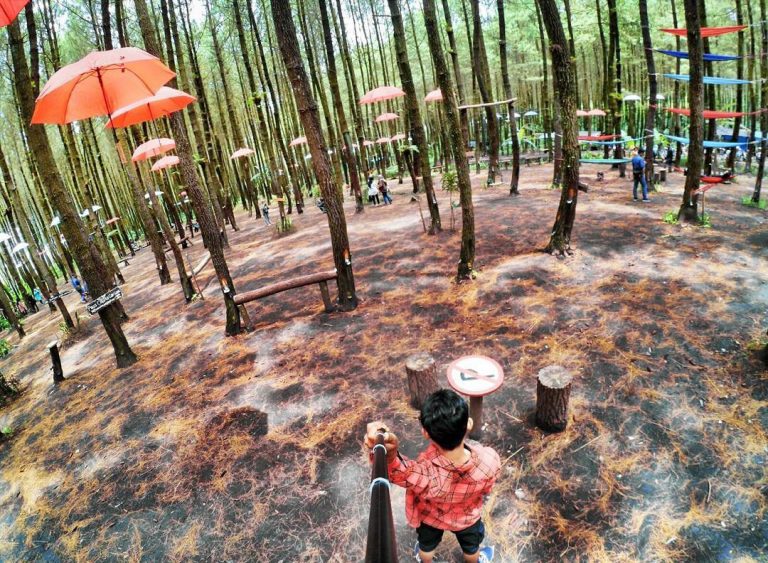 Hutan Pinus Semeru | Foto: Instagram @boed1e