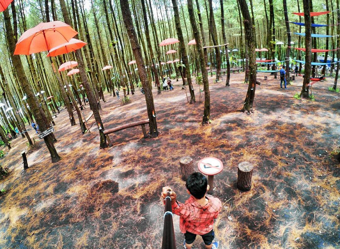 Hutan Pinus Semeru | Foto: Instagram @boed1e