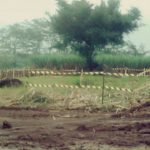 Situs Watu Gajah di Singosari | Foto: MalangTimes