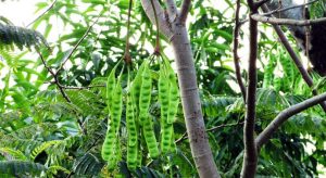 Ada yang percaya kalau di Ampelgading ada pohon pete yang bisa menangis dan mengeluarkan air mata? (C) FOTOLEPAS