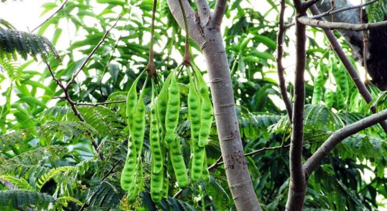 Ada yang percaya kalau di Ampelgading ada pohon pete yang bisa menangis dan mengeluarkan air mata? (C) FOTOLEPAS