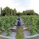 Salah satu kebun percobaan Balitkabi yang ada di Kendalpayak, Kecamatan Pakisaji, Kabupaten Malang. (Foto: Instagram @ajenk_prasanty)