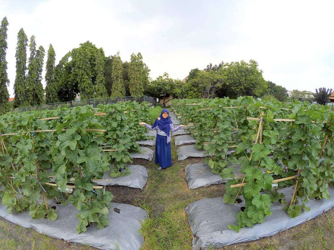 Salah satu kebun percobaan Balitkabi yang ada di Kendalpayak, Kecamatan Pakisaji, Kabupaten Malang. (Foto: Instagram @ajenk_prasanty)