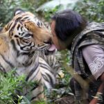 Kehidupan Sholeh dan seekor harimau benggala bernama Mulan seolah tak terpisahkan selama 10 tahun (C) MERDEKA