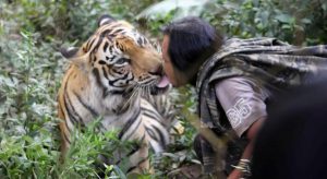 Kehidupan Sholeh dan seekor harimau benggala bernama Mulan seolah tak terpisahkan selama 10 tahun (C) MERDEKA