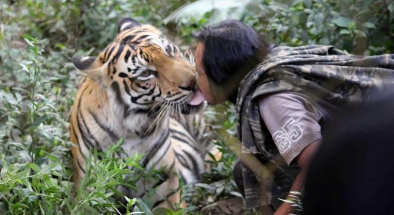 Kehidupan Sholeh dan seekor harimau benggala bernama Mulan seolah tak terpisahkan selama 10 tahun (C) MERDEKA