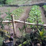 Kampung Petik Sayur dan Buah Organik di Kelurahan Purwodadi Blimbing (C) KELPURWODADI