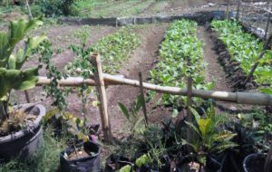 Kampung Petik Sayur dan Buah Organik di Kelurahan Purwodadi Blimbing (C) KELPURWODADI