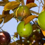 Pohonnya cukup rindang | Foto: Buah Langka Indonesia