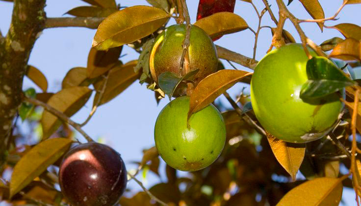 Pohonnya cukup rindang | Foto: Buah Langka Indonesia