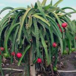 Anda bisa bebas memetik buah naga di Keboen Nogo Bululawang (C) MALANGKAB