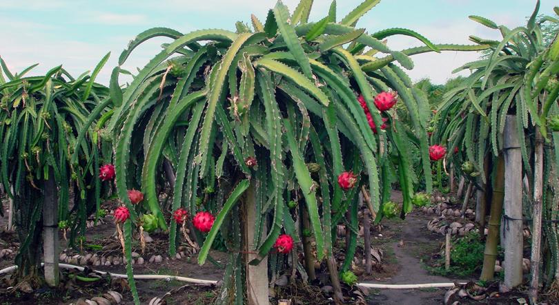 Anda bisa bebas memetik buah naga di Keboen Nogo Bululawang (C) MALANGKAB