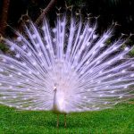 Burung Merak Albino (foto: flonimal-nesia.blogspot.co.id)