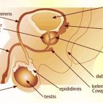 Tak banyak pilihan dokter spesialis urologi di Malang (C) OBAT PRIA