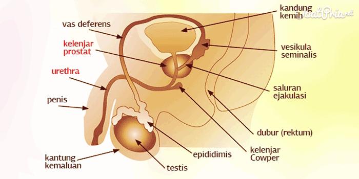 Tak banyak pilihan dokter spesialis urologi di Malang (C) OBAT PRIA