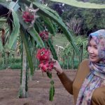 Kabun Buah Naga di Malang cukup terbatas jumlahnya (C) SRIWIJAYA ONLINE