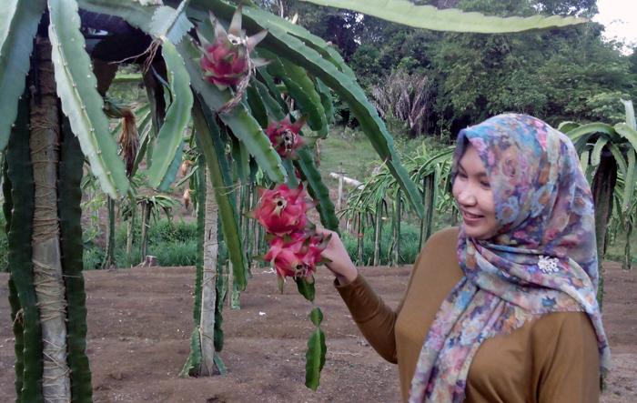 Kabun Buah Naga di Malang cukup terbatas jumlahnya (C) SRIWIJAYA ONLINE