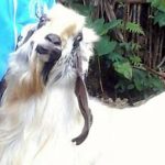 Susu Kambing PE jadi produk unggulan Desa Argoyuwono Ampelgading (C) MEMO-X