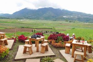 Cafe Sawah Pujon yang benar-benar ada di persawahan (C) IQBALAZHAR