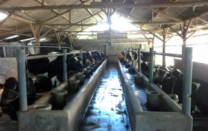 Kondisi kandang sapi di Peternakan Sapi Terintegrasi milik Erwin (C) KOMPASIANA