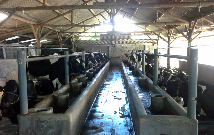 Kondisi kandang sapi di Peternakan Sapi Terintegrasi milik Erwin (C) KOMPASIANA