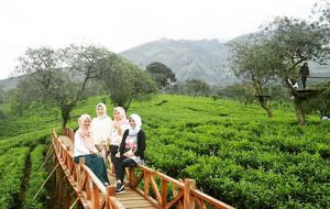 Bukit Kuneer di Singosari, jadi wisata andalan baru Kabupaten Malang (C) @dhiangarsuta