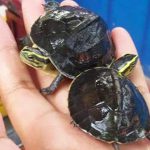 Kura-kura Ambon merupakan salah satu jenis kura-kura di Malang - REPTILE ADDICT