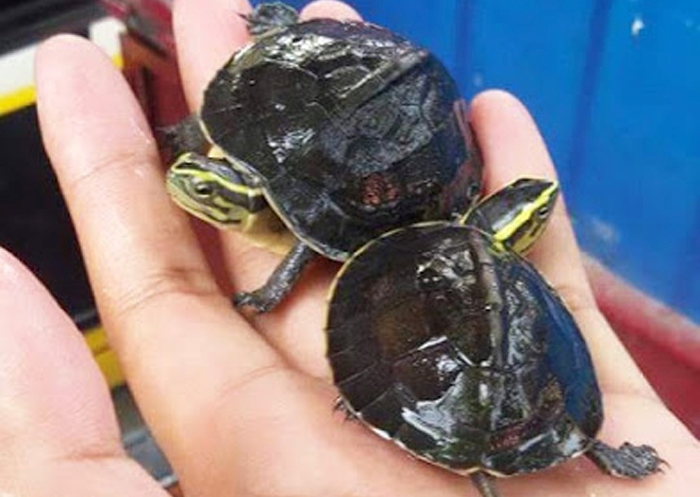 Kura-kura Ambon merupakan salah satu jenis kura-kura di Malang - REPTILE ADDICT