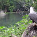 Telaga Lele jadi sumber air para penghuni Pulau Sempu (C) WIKIMAPIA
