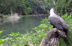 Telaga Lele jadi sumber air para penghuni Pulau Sempu (C) WIKIMAPIA