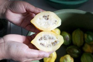 Buah Karikaya yang mengandung cairan untuk cuci tangan warga Suku Tengger (C) DARMADI SASONGKO/MERDEKA