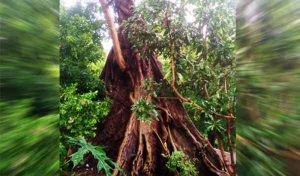 Petirtaan Nyi Beji Sari di Kelurahan Jatimulyo (C) MALANG POST