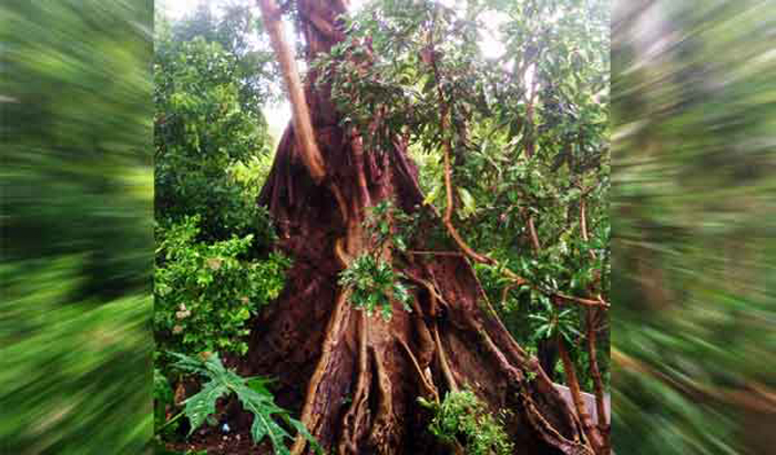 Petirtaan Nyi Beji Sari di Kelurahan Jatimulyo (C) MALANG POST