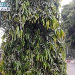 Jalan Merdeka Utara Kota Malang yang penuh sejarah (C) JALAN JALAN DI KOTA MALANG