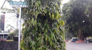 Jalan Merdeka Utara Kota Malang yang penuh sejarah (C) JALAN JALAN DI KOTA MALANG