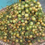 Buah Gondang dalam Sejarah Desa Gondanglegi (C) RUDDABBY