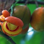 Buah Cembirit yang langka (C) DOLI SIREGAR/RADAR MALANG