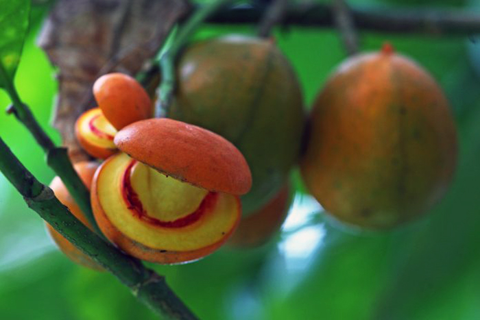 Buah Cembirit yang langka (C) DOLI SIREGAR/RADAR MALANG