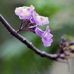 Pohon Jakaranda (C) DOLI SIREGAR/RADAR MALANG