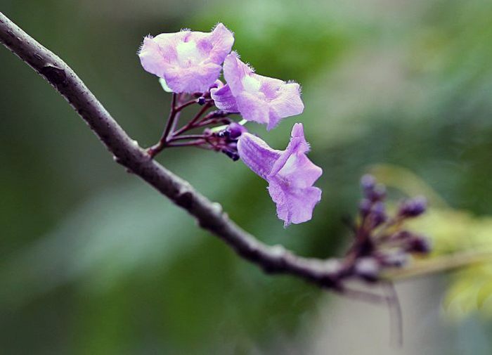 Pohon Jakaranda (C) DOLI SIREGAR/RADAR MALANG